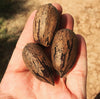 IN-SHELL PECANS